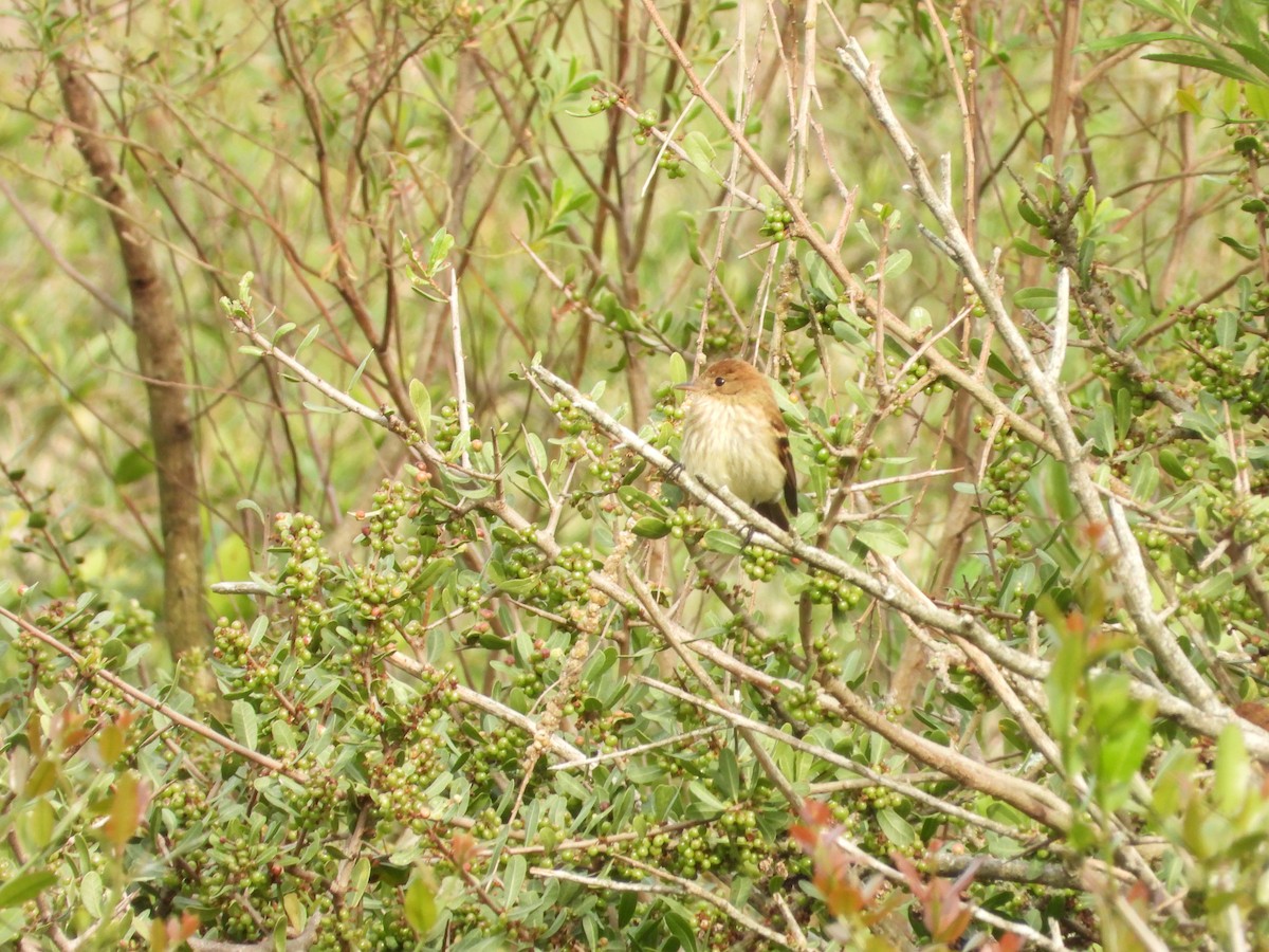 Bran-colored Flycatcher - ML643317541