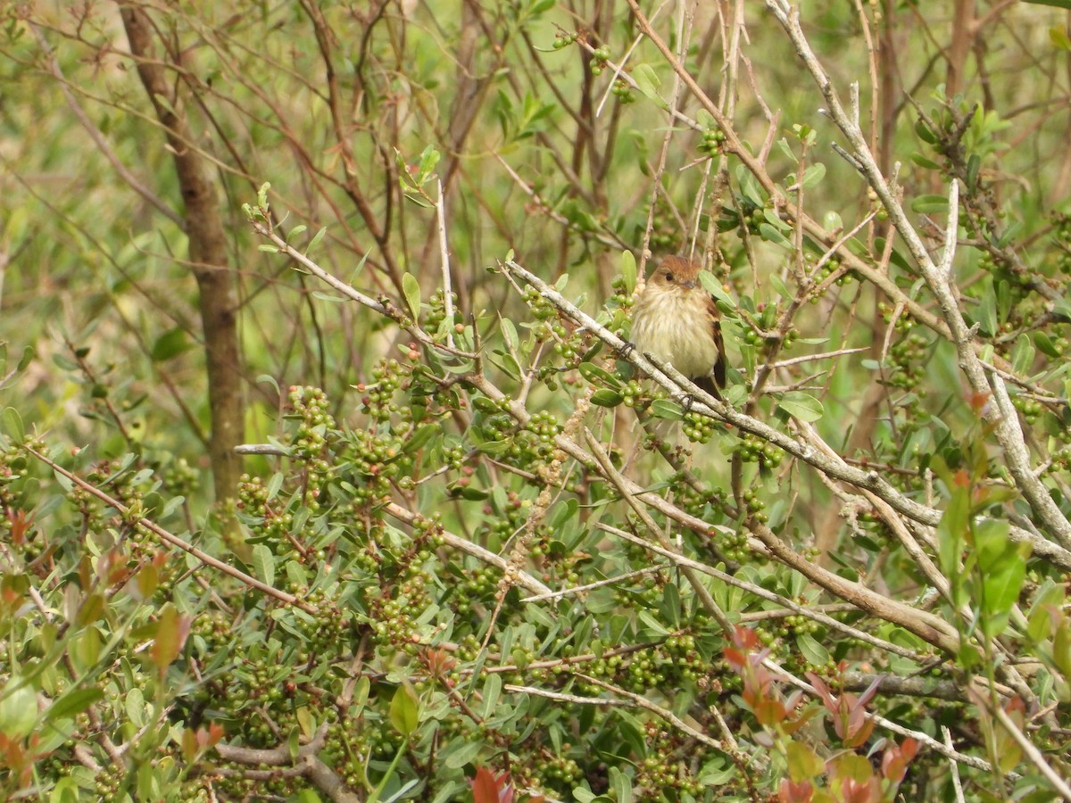 Bran-colored Flycatcher - ML643317542