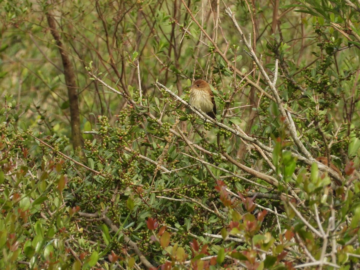 Bran-colored Flycatcher - ML643317544
