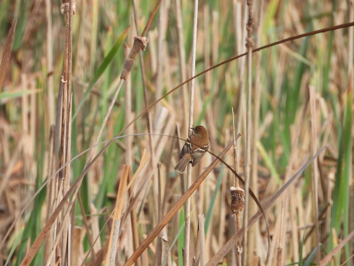 Bran-colored Flycatcher - ML643317546