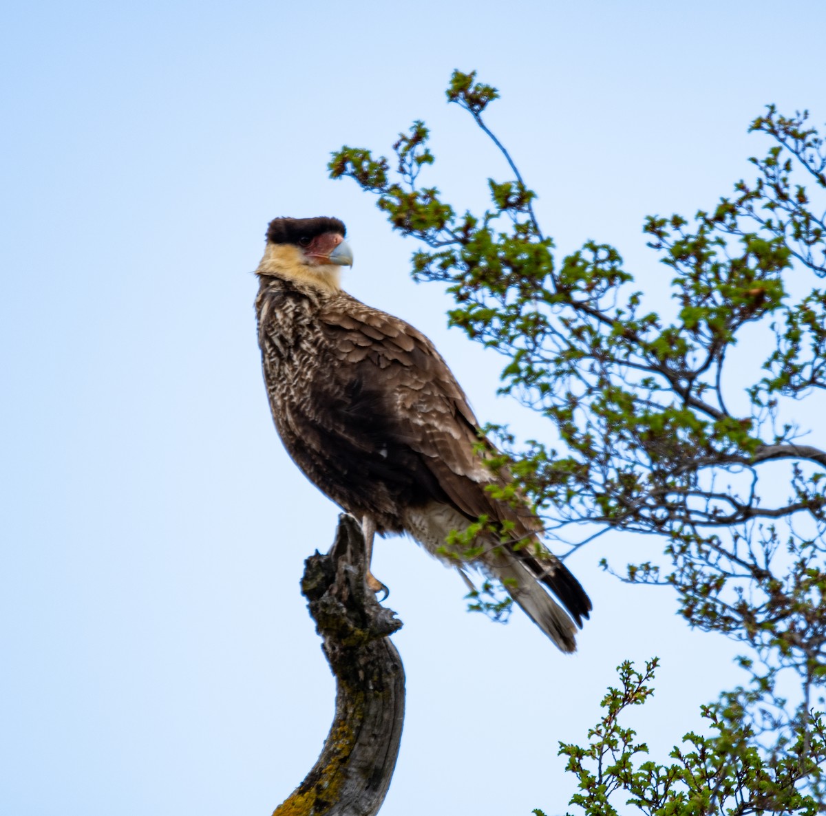 Crested Caracara - ML643317551