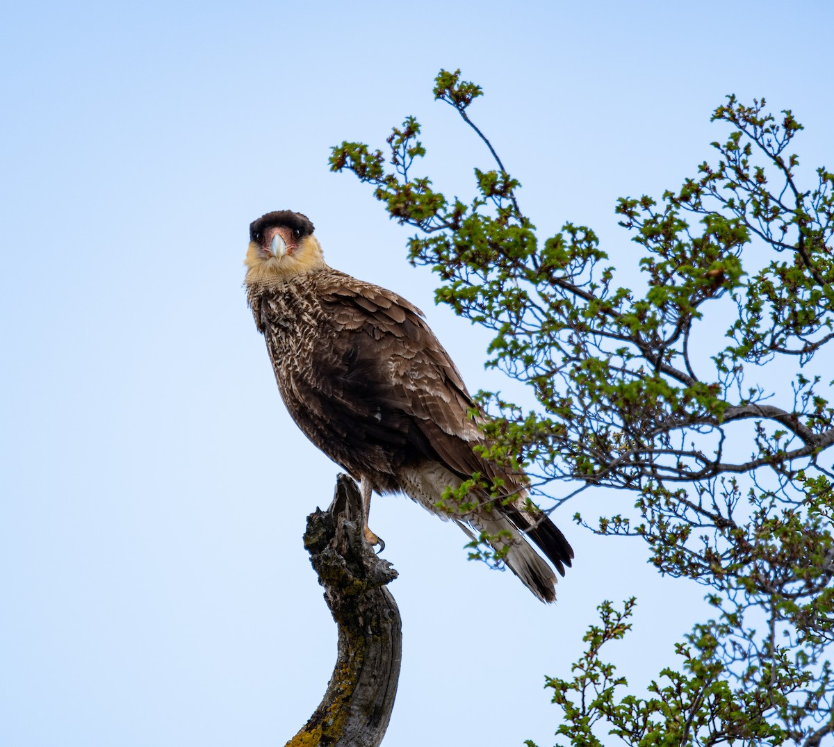 Crested Caracara - ML643317553