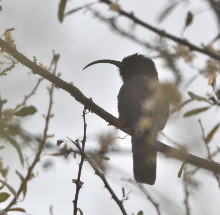 Common Scimitarbill - ML643317556