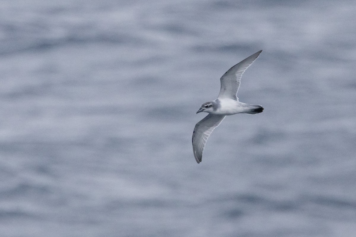 Antarctic Prion - ML643317558