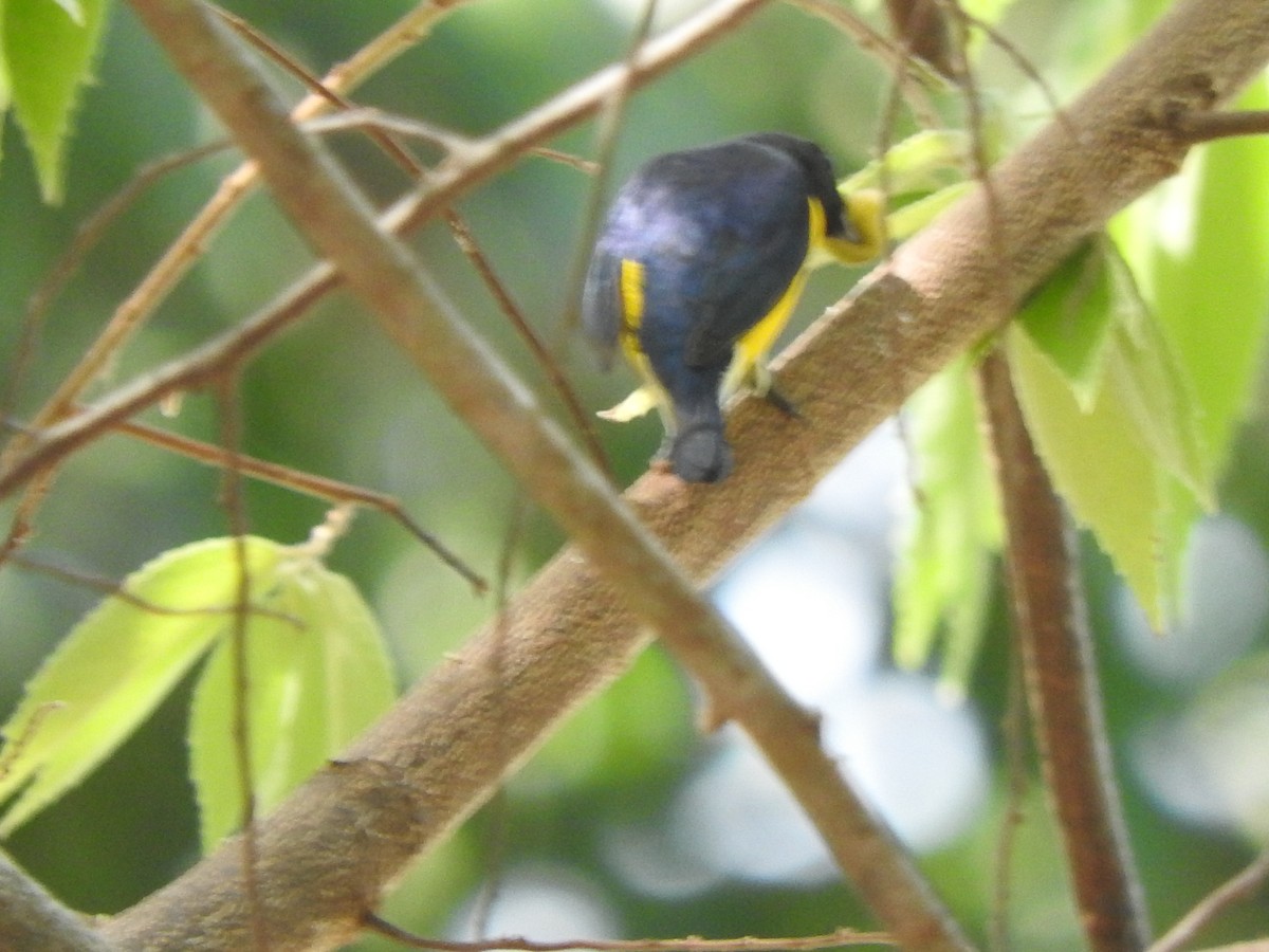 West Mexican Euphonia - ML643317559