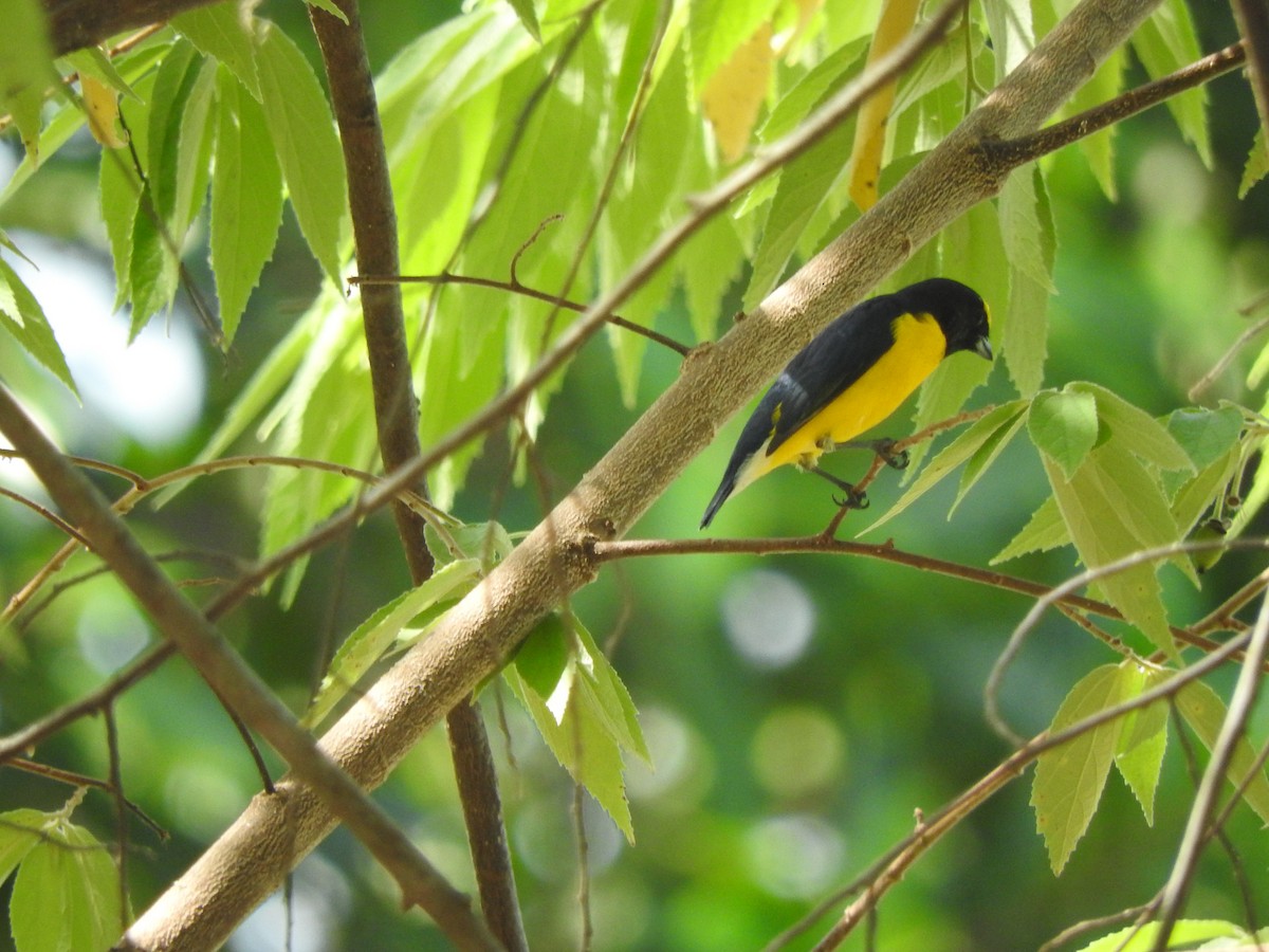 West Mexican Euphonia - ML643317560