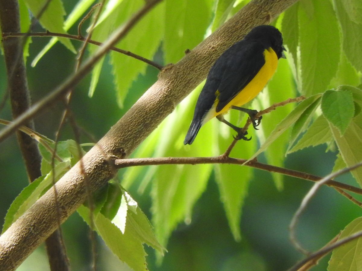 West Mexican Euphonia - ML643317562