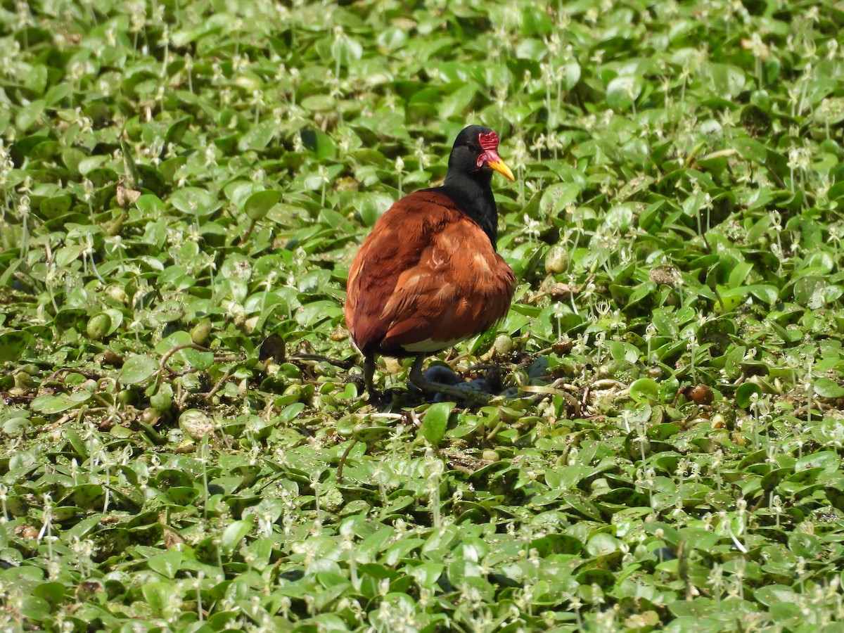 Wattled Jacana - ML643317567