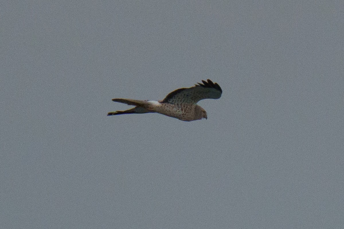 Northern Harrier - ML643317572