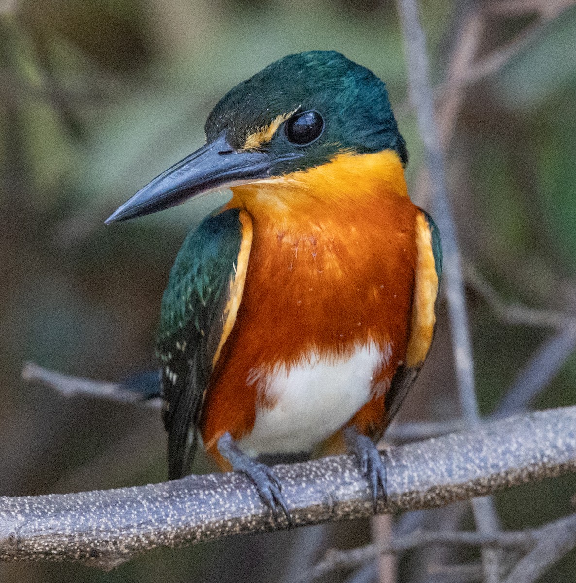 American Pygmy Kingfisher - ML643317578