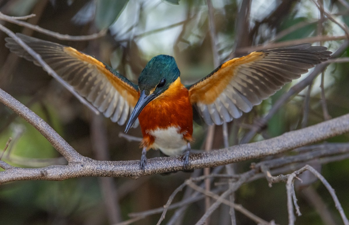 American Pygmy Kingfisher - ML643317579