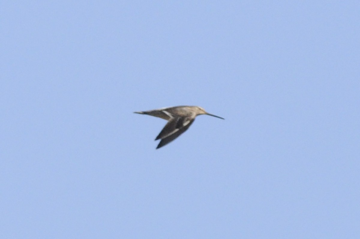 Long-billed Dowitcher - ML643317580