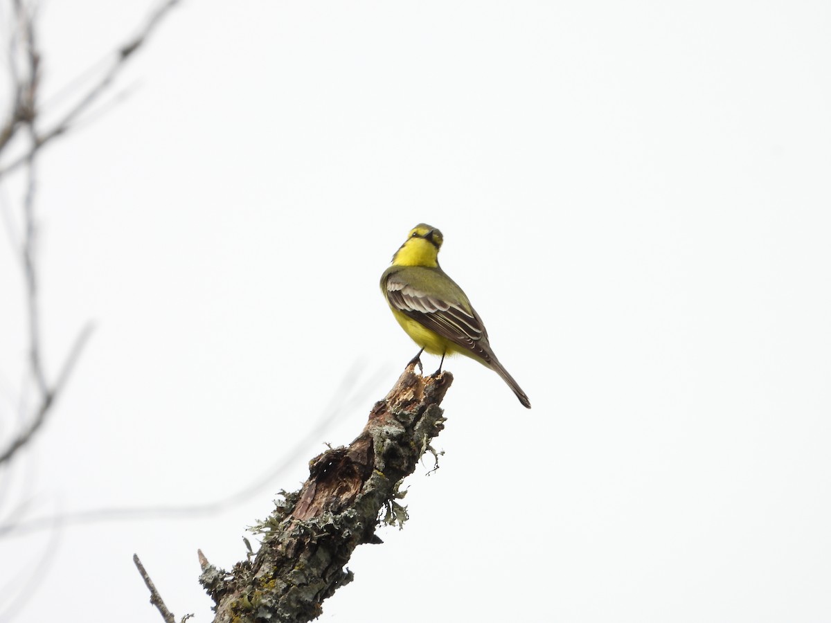 Yellow-browed Tyrant - ML643317581