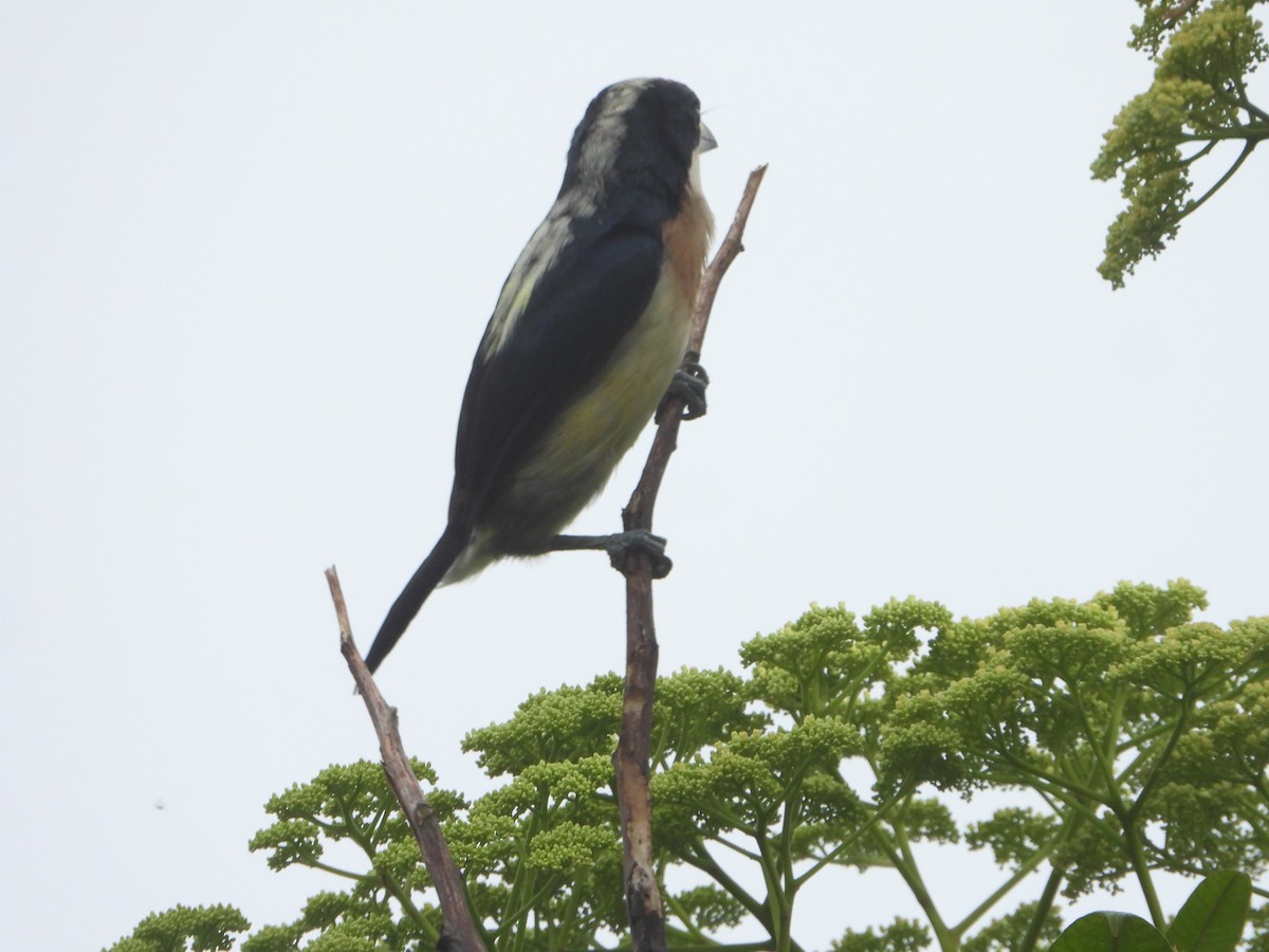 vousák čabrakový - ML643317582