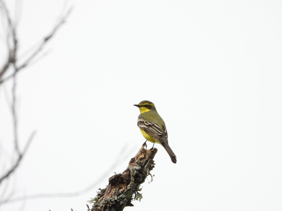 Yellow-browed Tyrant - ML643317583