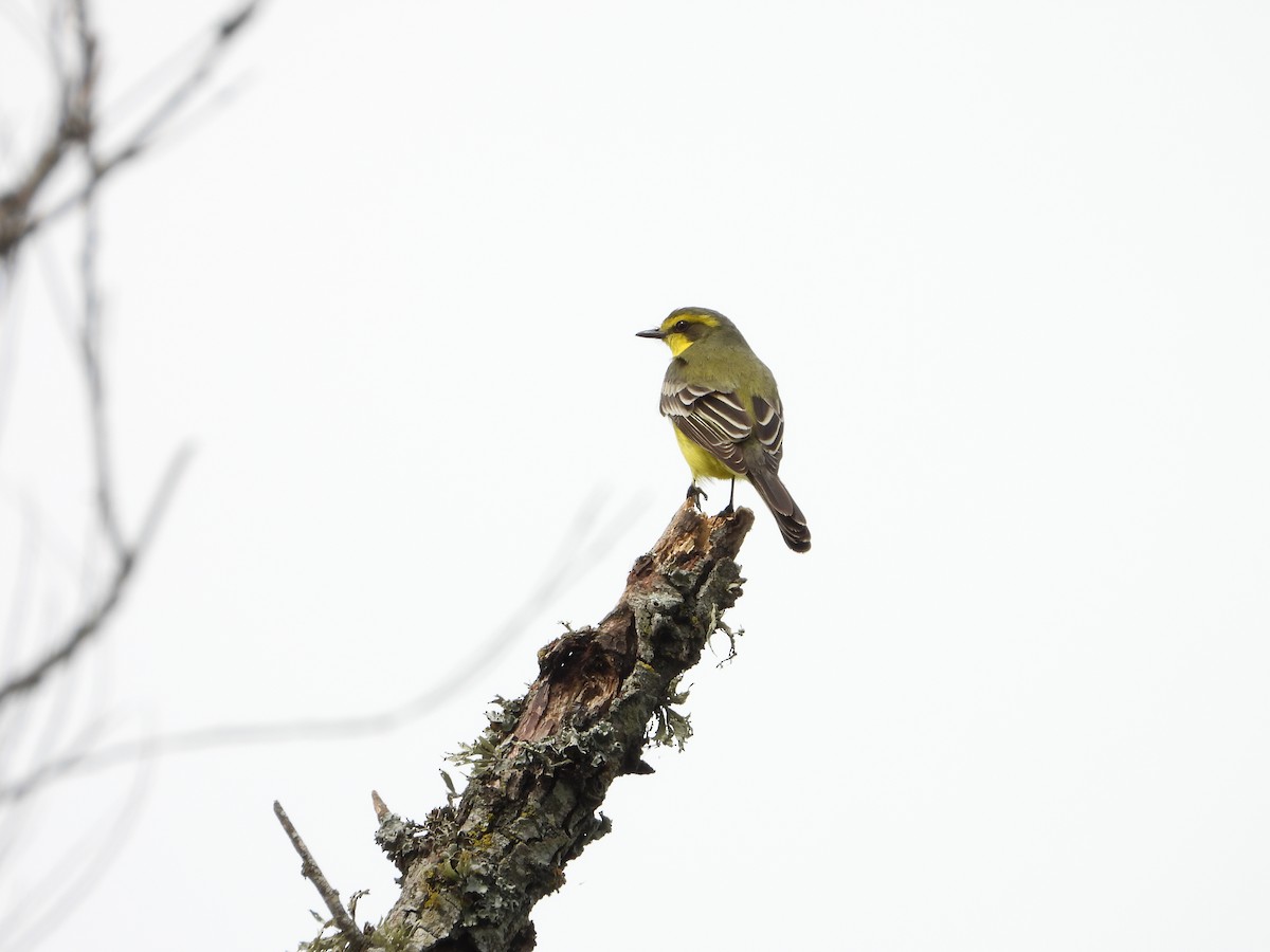 Yellow-browed Tyrant - ML643317584