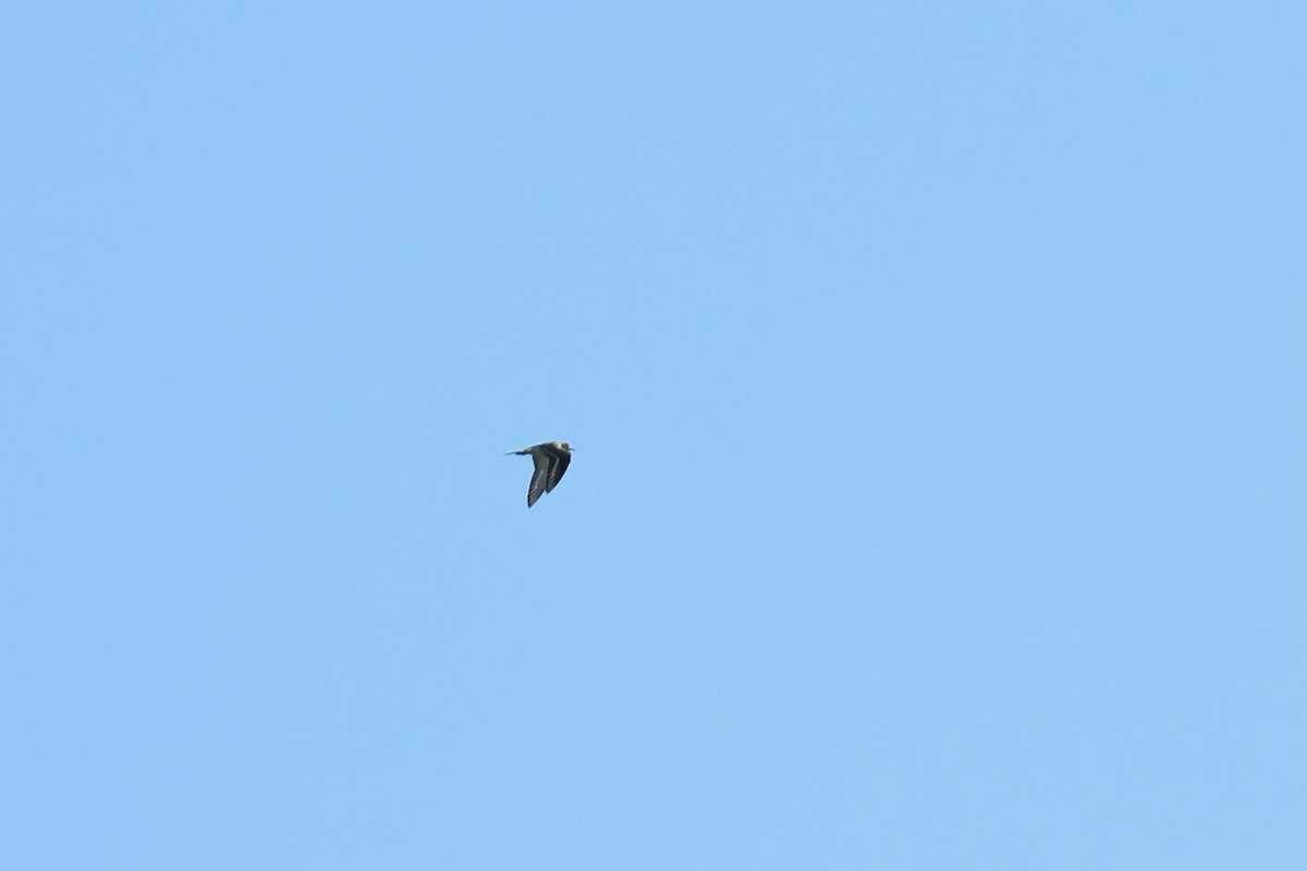 Killdeer - ML643317588