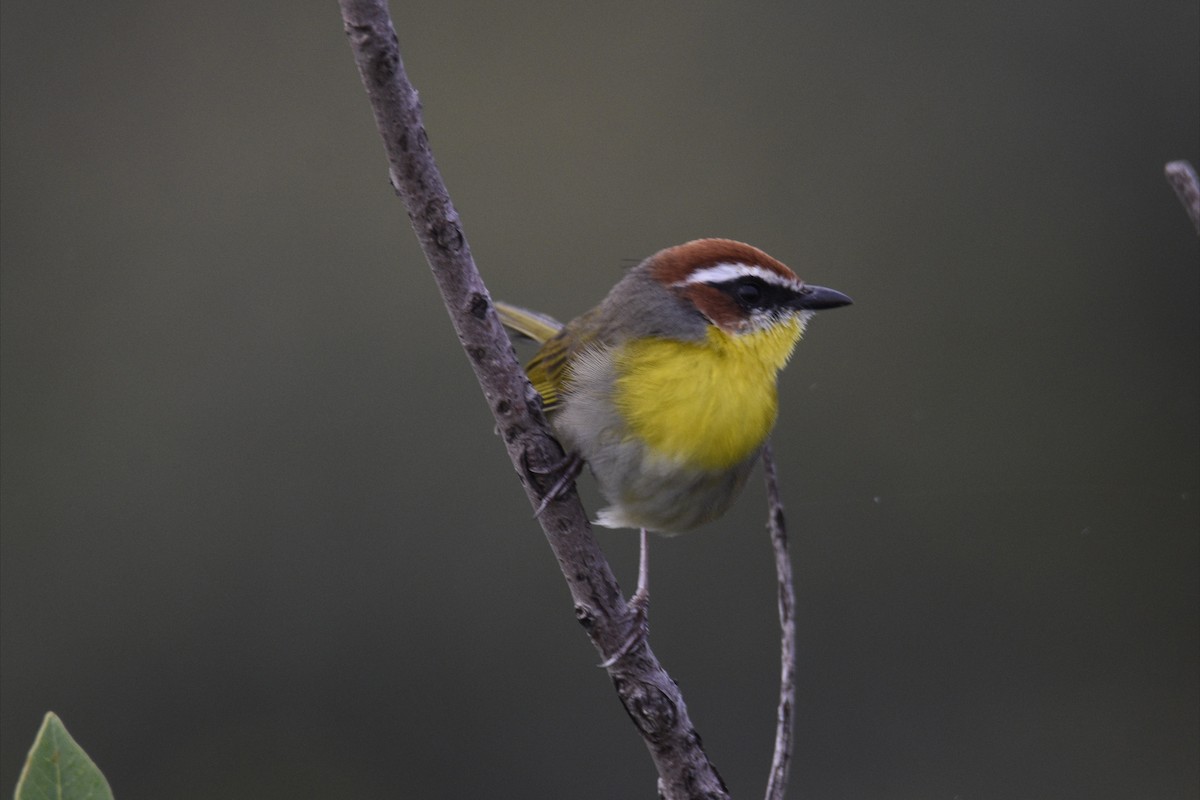 Rufous-capped Warbler (rufifrons Group) - ML643317593