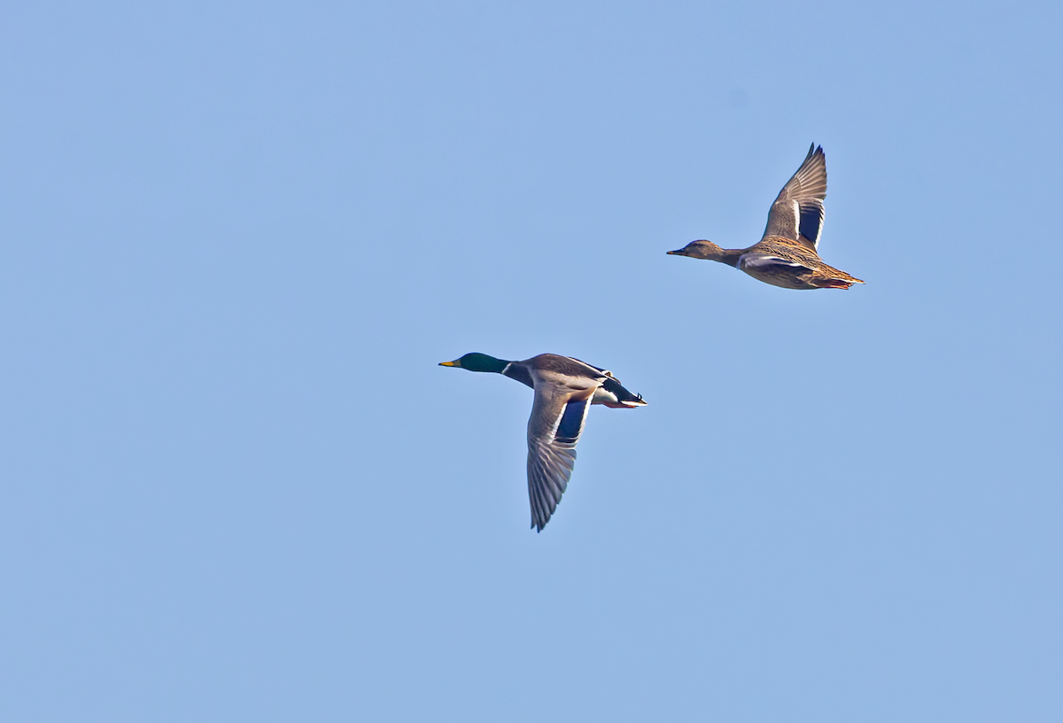 Mallard - ML643317603