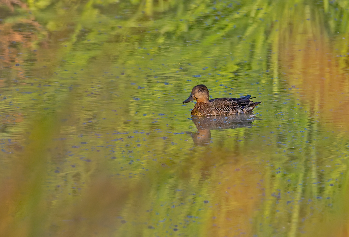 Green-winged Teal - ML643317611