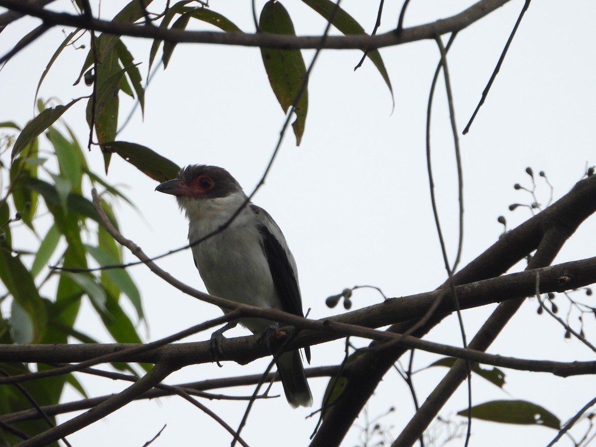 Masked Tityra - ML643317612