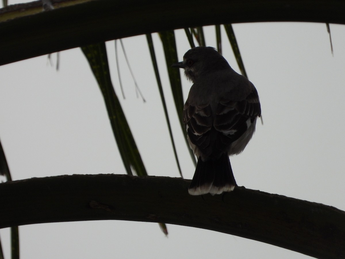 Gray Monjita - ML643317614