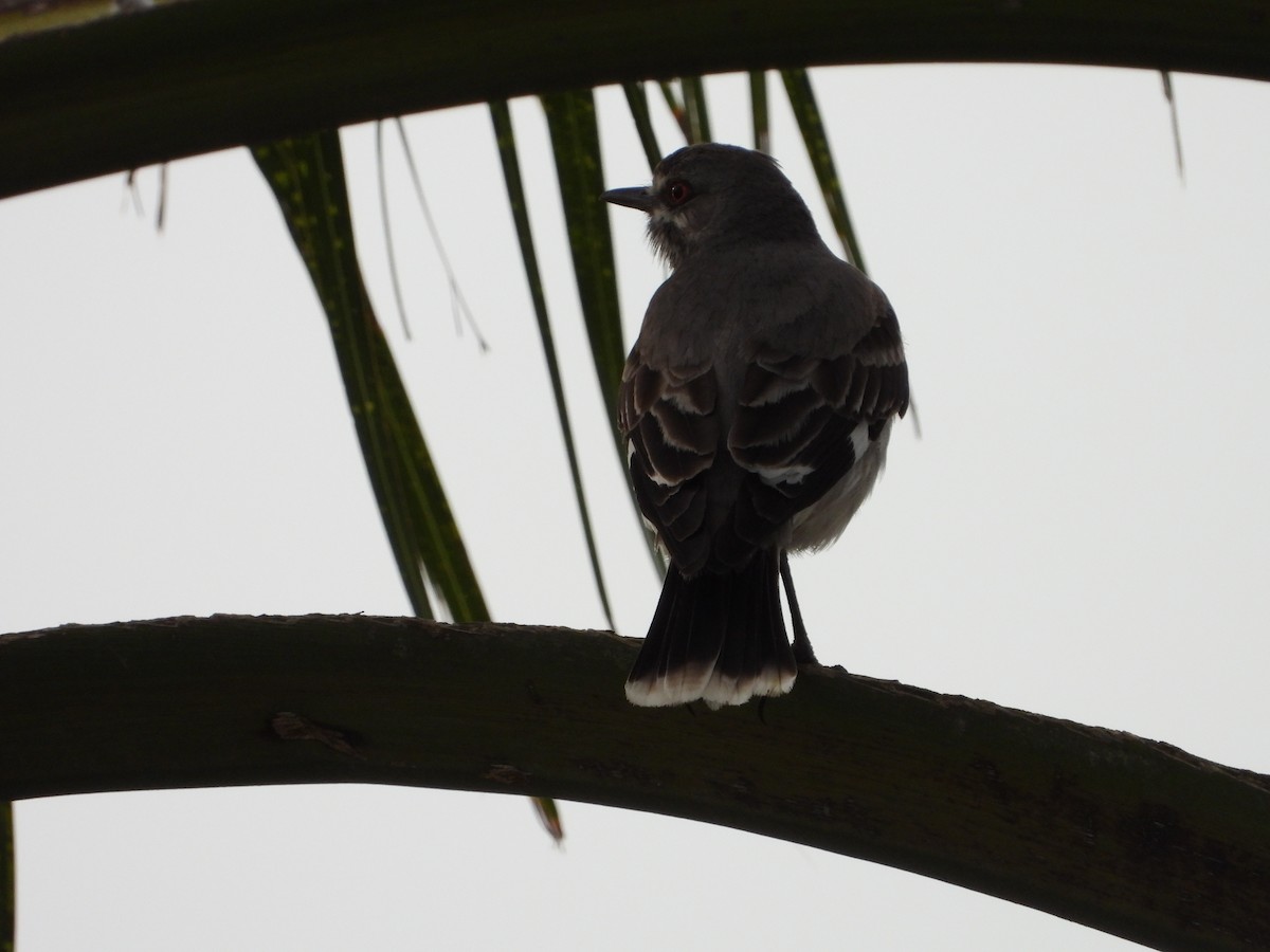 Gray Monjita - ML643317615