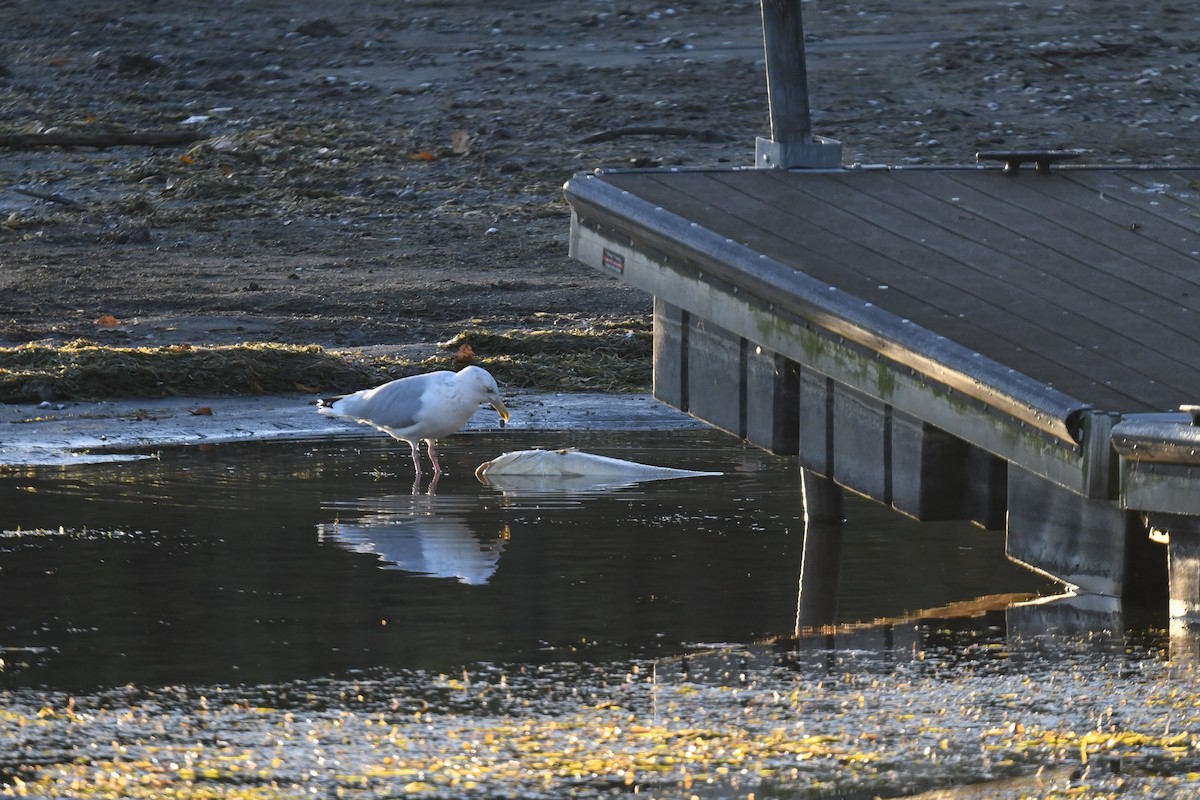 American Herring Gull - ML643317619