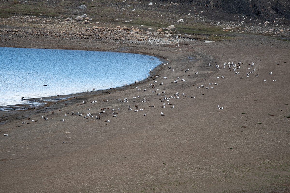 Upland Goose - ML643317620