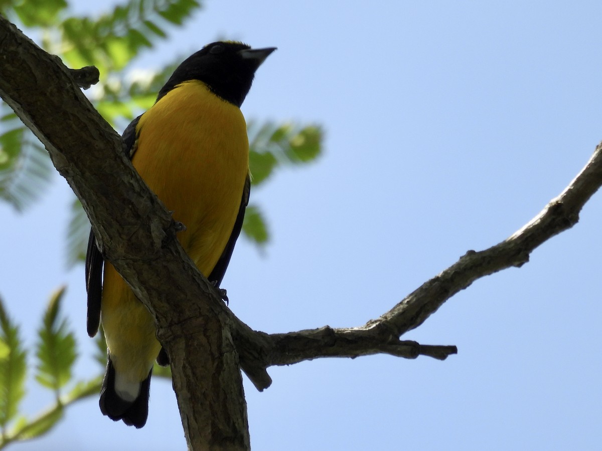 Purple-throated Euphonia - ML643317623