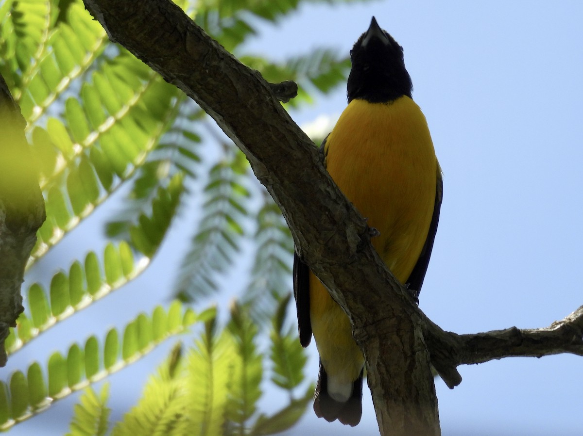 Purple-throated Euphonia - ML643317625