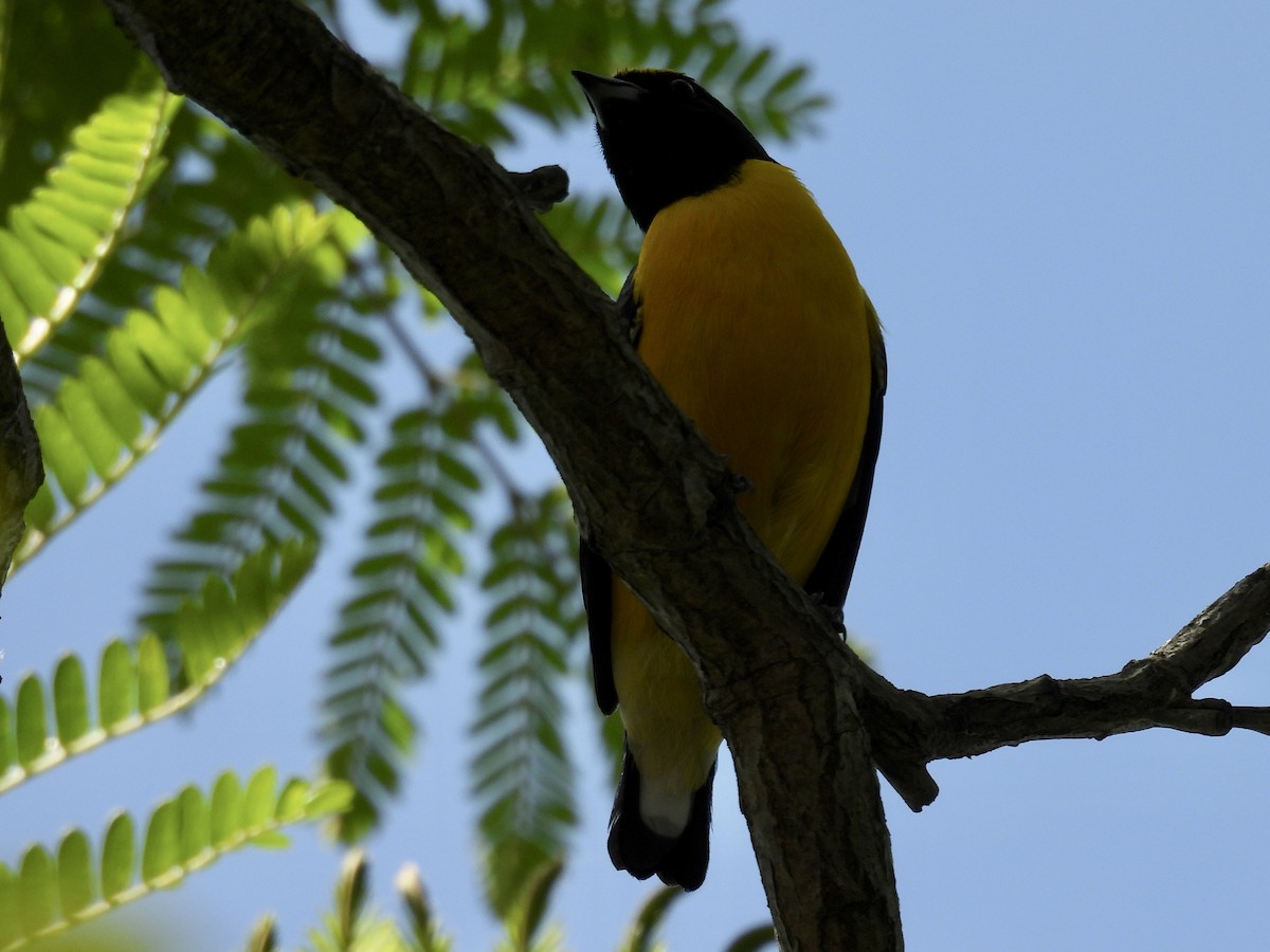 Purple-throated Euphonia - ML643317626