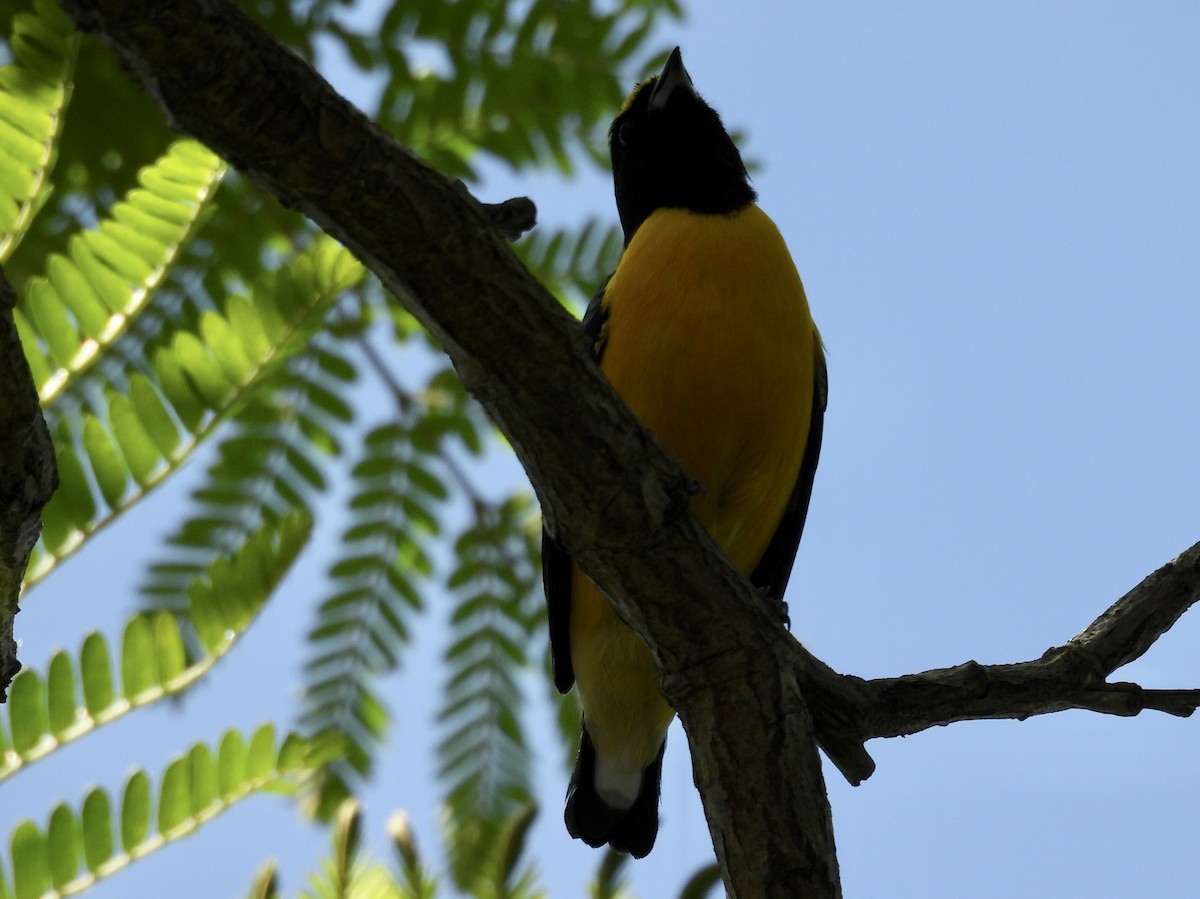 Purple-throated Euphonia - ML643317629