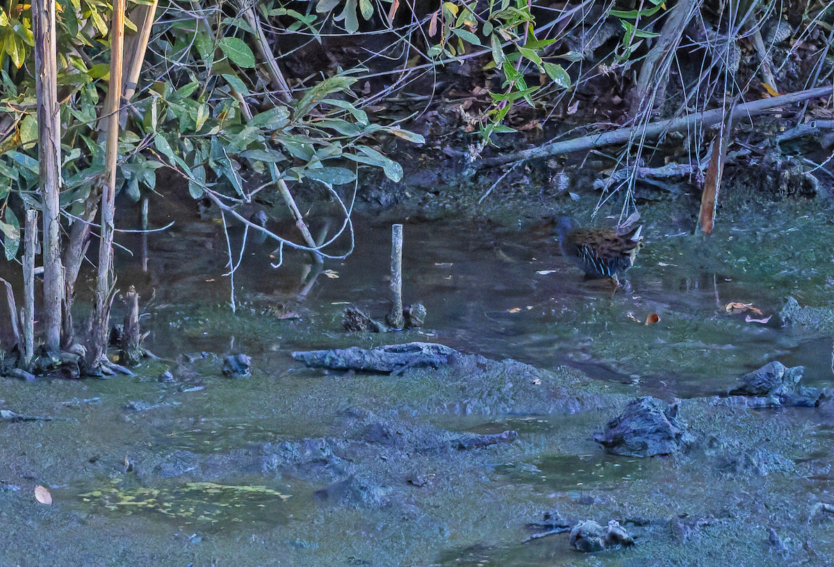 Water Rail - ML643317630