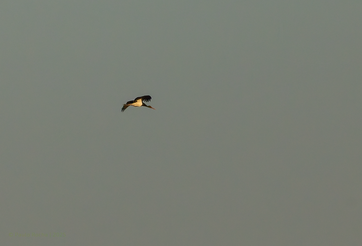 Black Stork - ML643317651