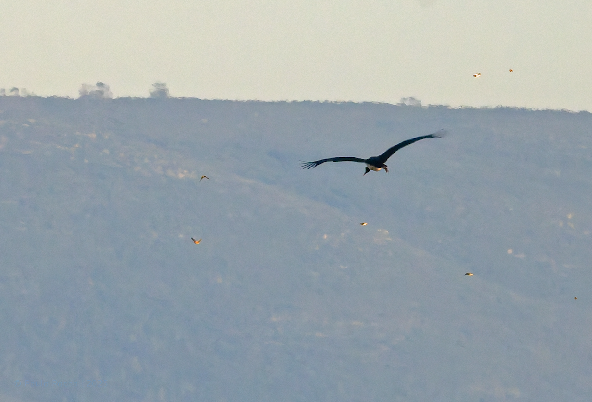 Black Stork - ML643317652