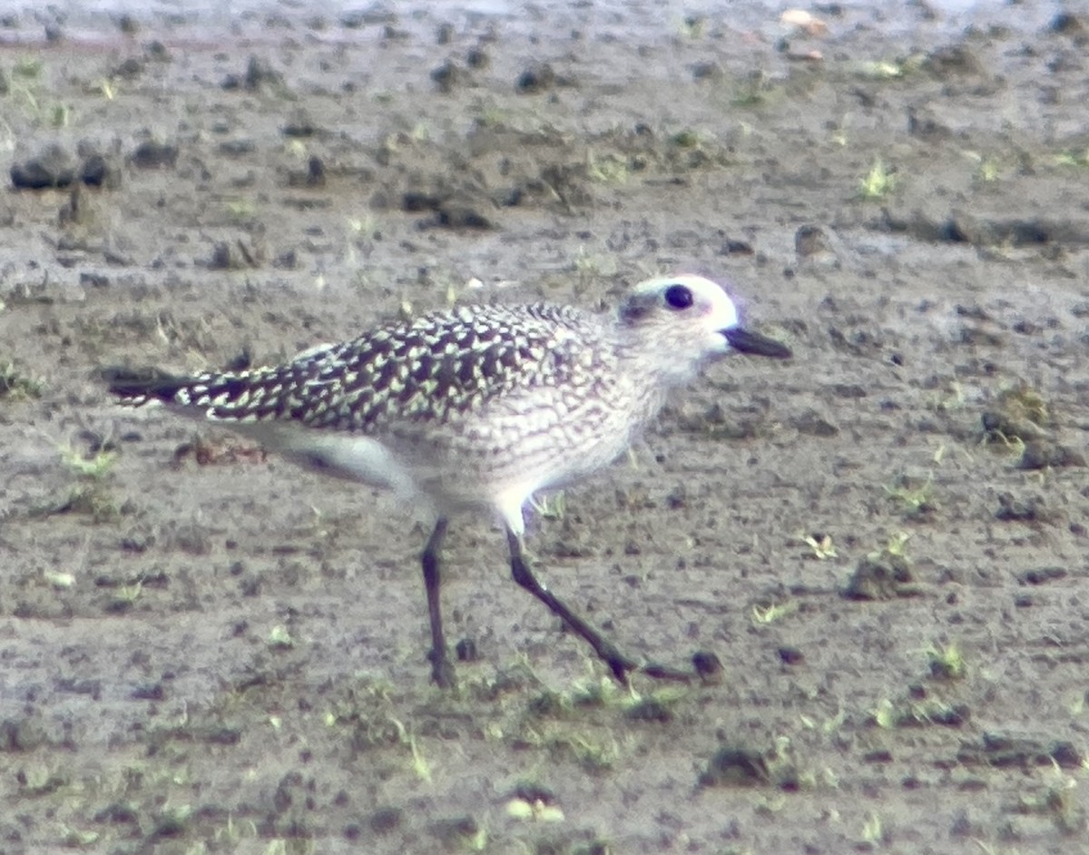 Black-bellied Plover - ML643317657