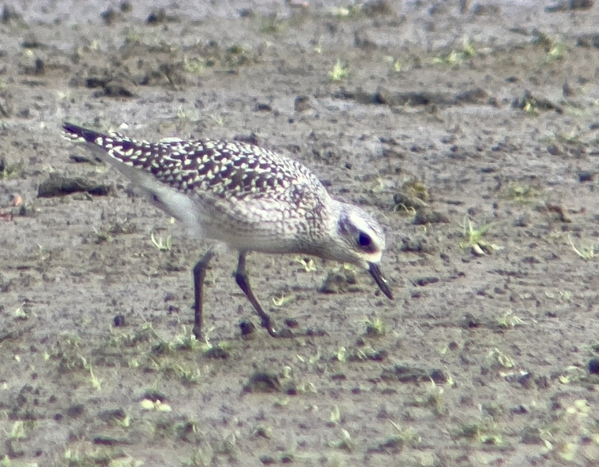 Black-bellied Plover - ML643317658