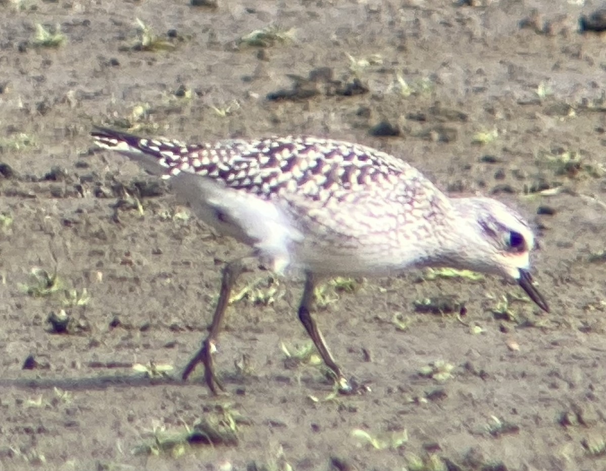Black-bellied Plover - ML643317659