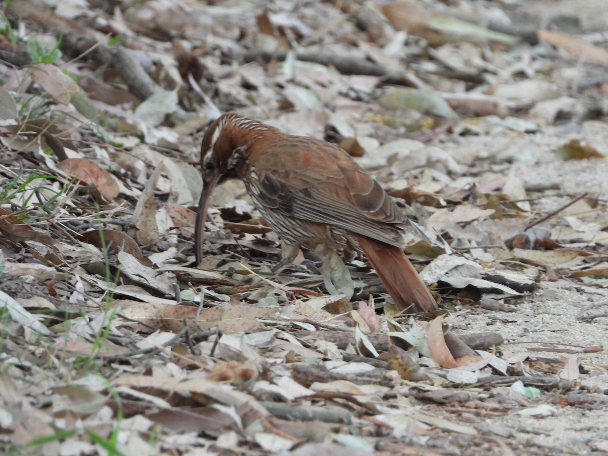 Scimitar-billed Woodcreeper - ML643317660