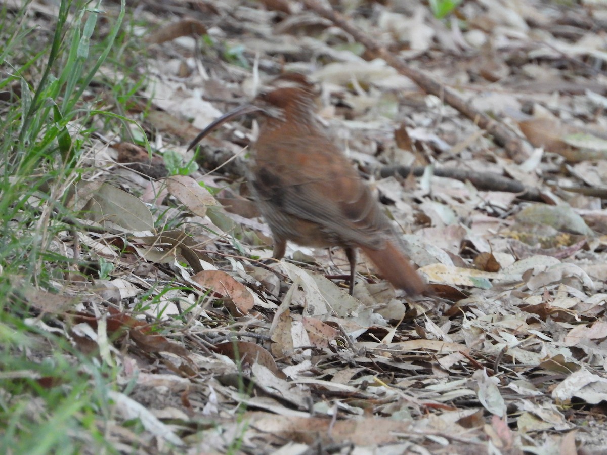 Scimitar-billed Woodcreeper - ML643317661