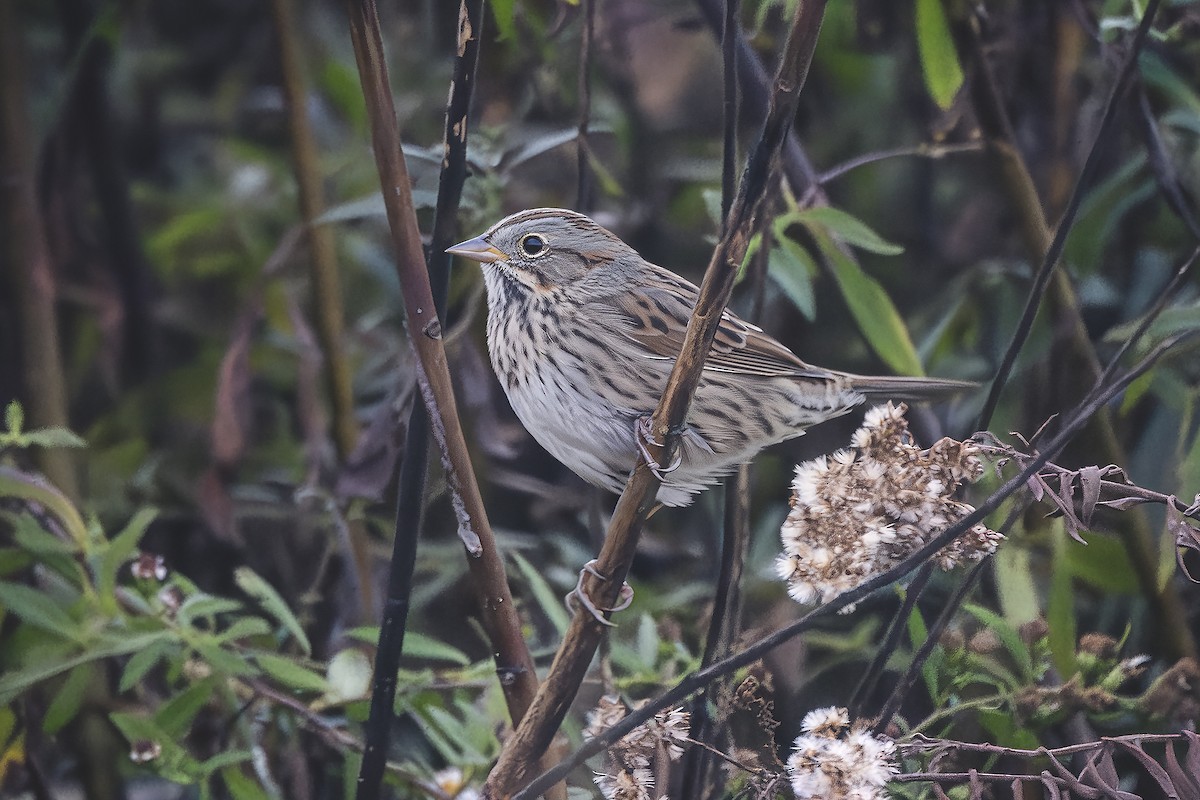 Lincoln's Sparrow - ML643317662