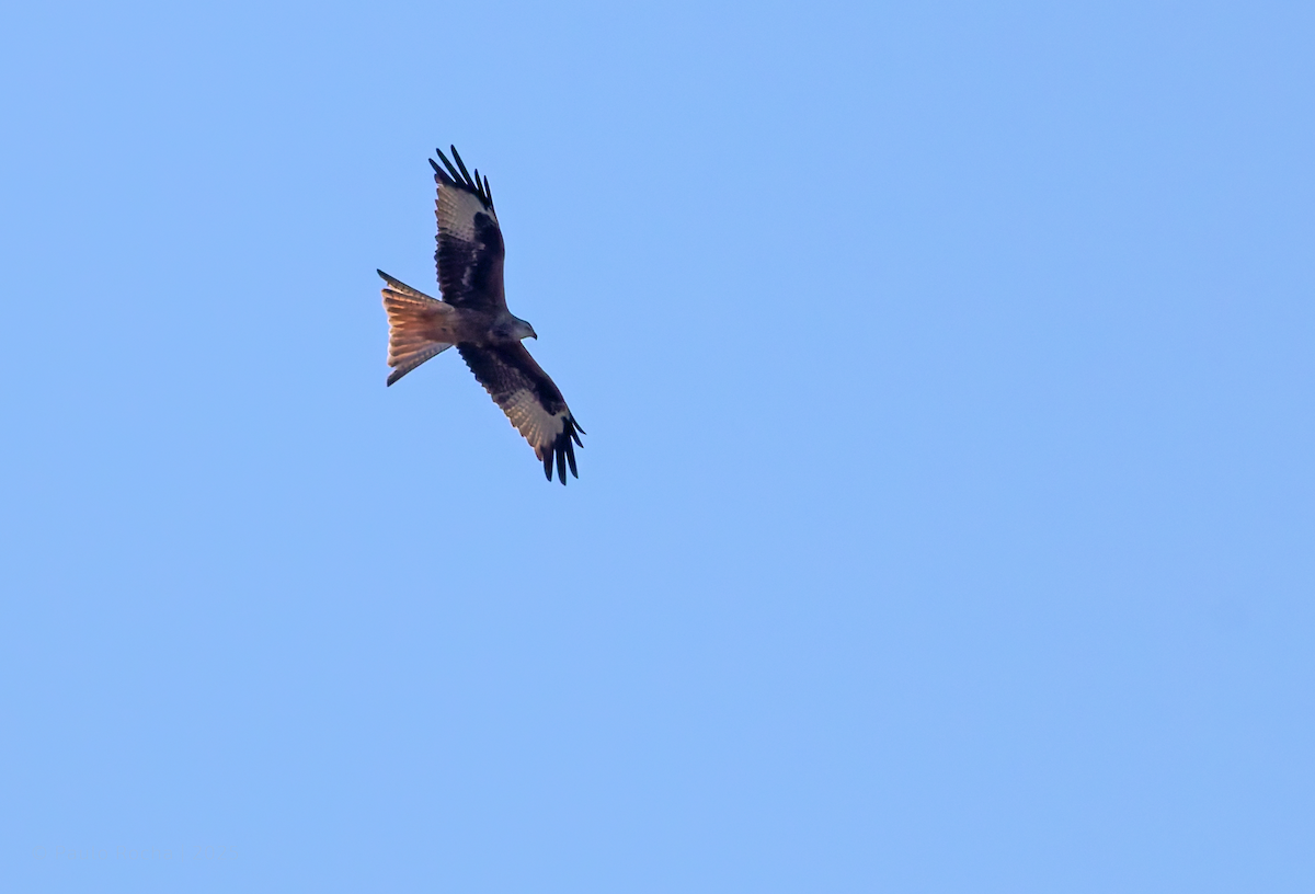 Red Kite - ML643317665