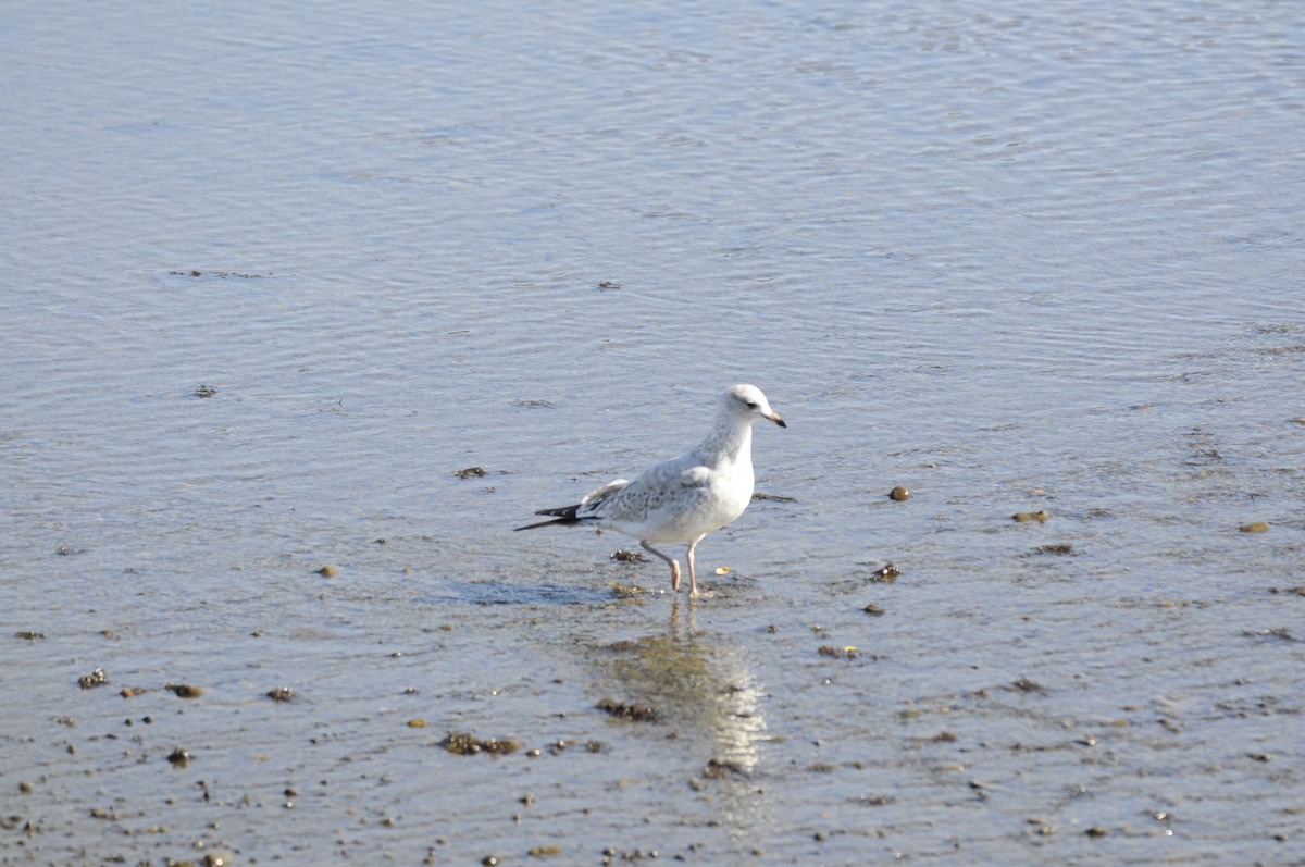 Ring-billed Gull - ML643317689