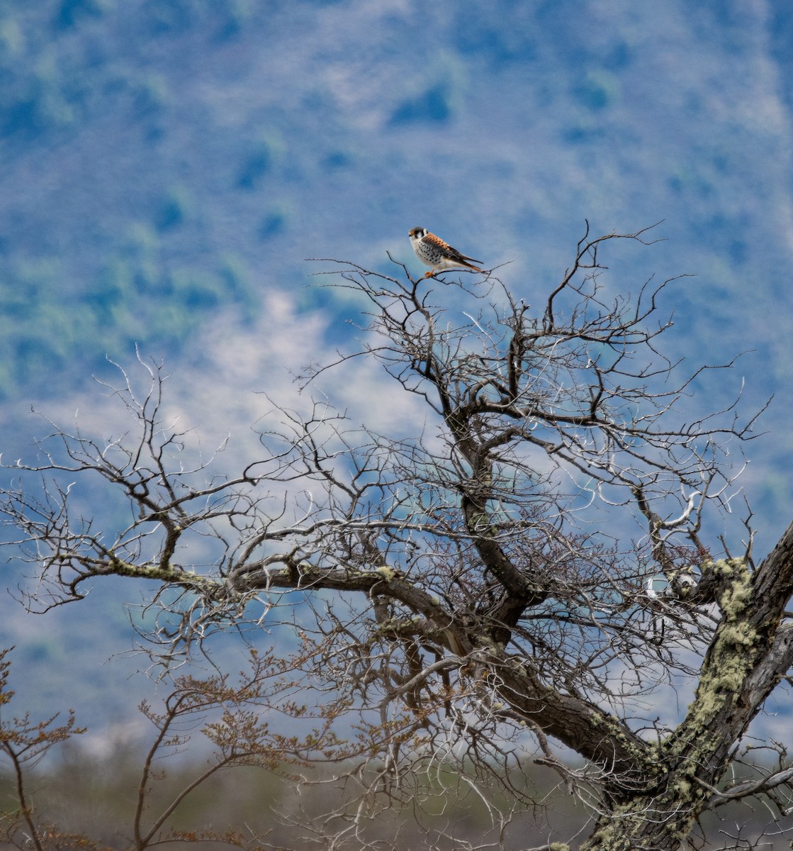 American Kestrel - ML643317690