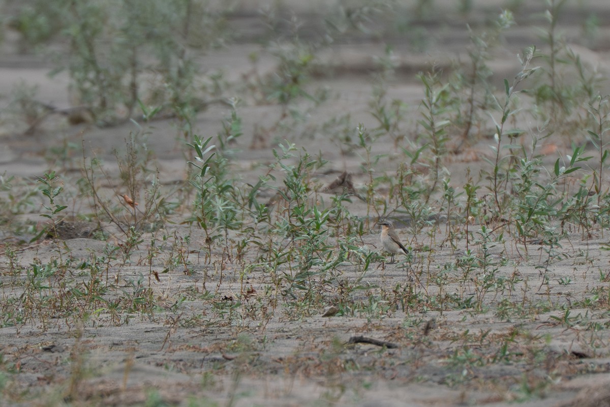 Northern Wheatear - ML643317699