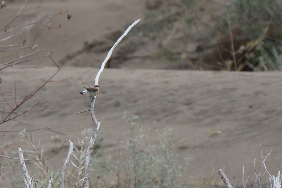 Northern Wheatear - ML643317700