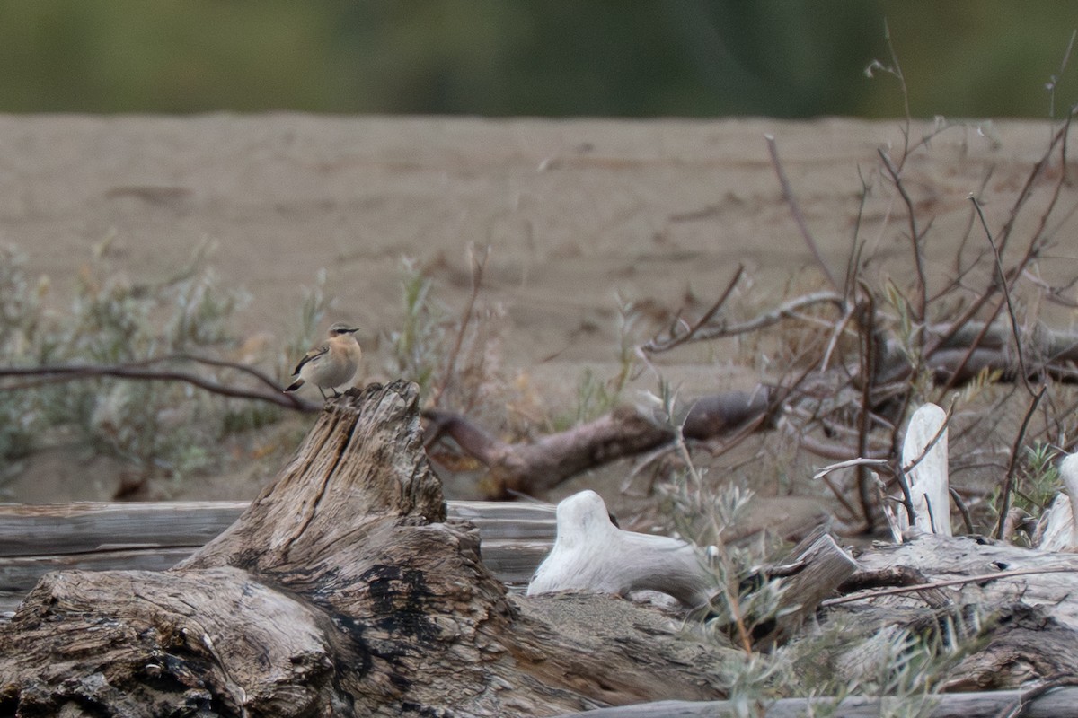 Northern Wheatear - ML643317701