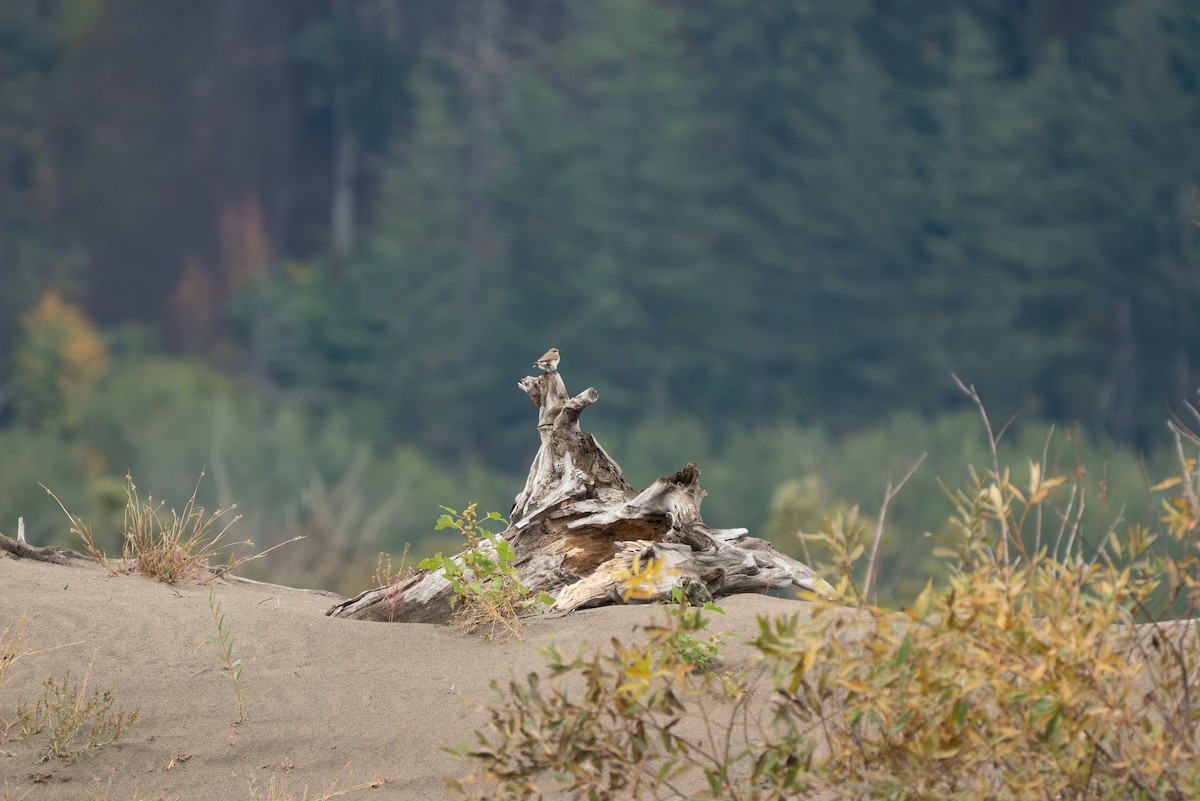 Northern Wheatear - ML643317702