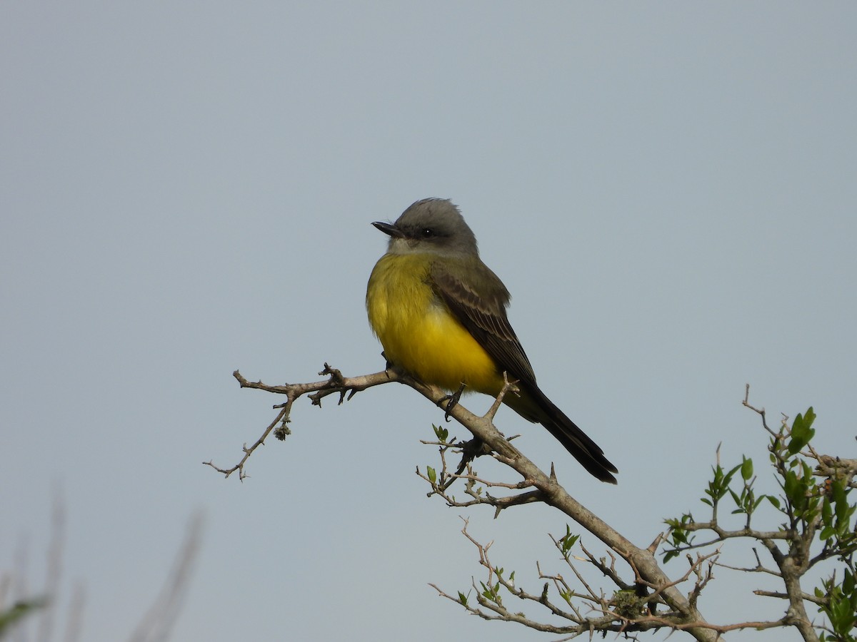 Tropical Kingbird - ML643317703